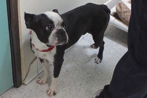 Picture of Scrappy