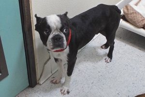 Picture of Scrappy