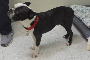 Picture of Scrappy