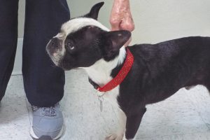 Picture of Scrappy
