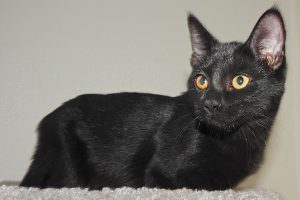 Picture of Sugar