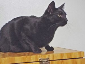 Picture of Banjo