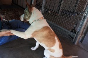 Picture of Bella