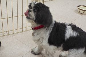 Picture of Daisy Mae