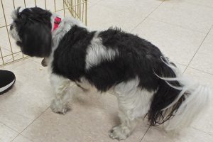 Picture of Daisy Mae