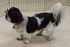 Picture of Daisy Mae