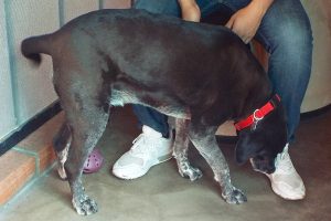 Picture of Estrella
