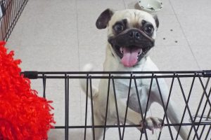 Picture of Frantica