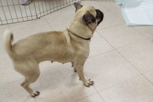 Picture of Frantica