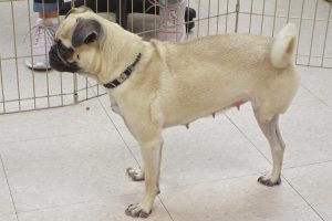 Picture of Frantica