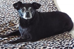 Picture of Lily