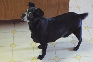 Picture of Lily