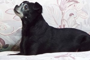 Picture of Lily
