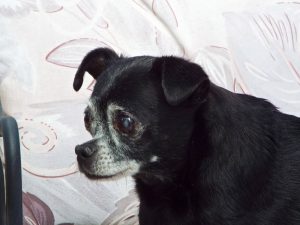 Picture of Lily