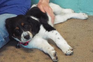 Picture of Maggie