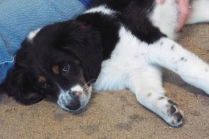 Picture of Maggie