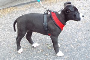 Picture of Rico