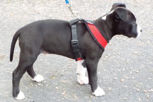 Picture of Rico