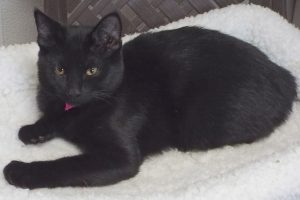 Picture of Sugar