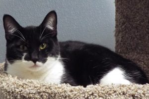 Picture of Tux