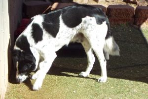 Picture of Buster