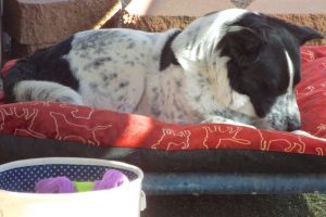Picture of Buster