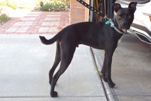 Picture of Milo