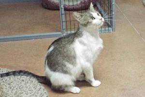 Picture of Bunny