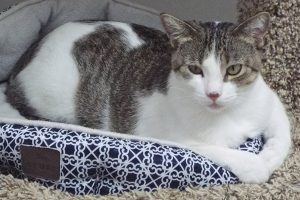 Picture of Bunny