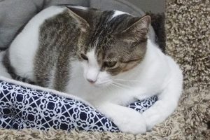 Picture of Bunny