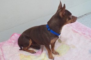 Picture of Charlie