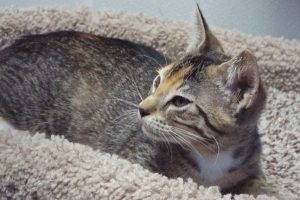Picture of Cottontail