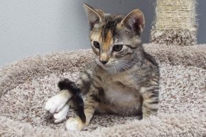 Picture of Cottontail