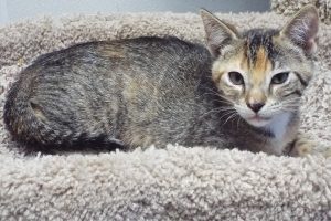 Picture of Cottontail