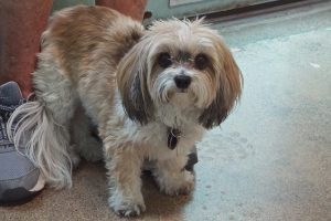 Picture of Dutchess