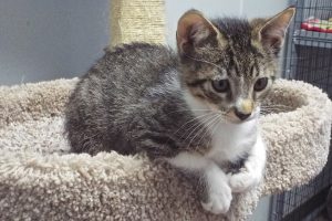 Picture of Flopsy