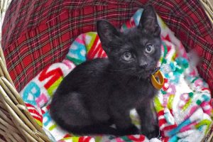 Picture of Gizeh