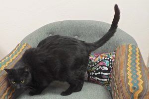 Picture of Jinx