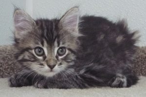 Picture of Mousse