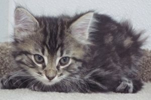 Picture of Mousse