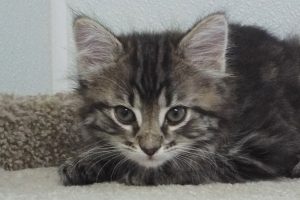 Picture of Mousse