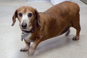 Picture of Murphy