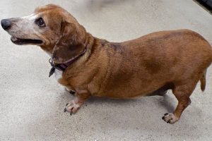 Picture of Murphy