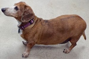 Picture of Murphy
