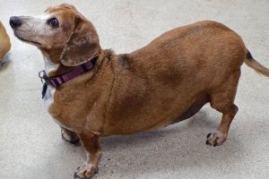 Picture of Murphy