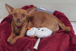 Picture of Penelope