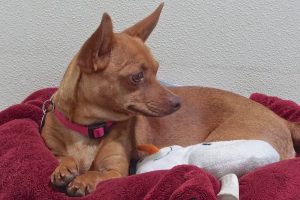 Picture of Penelope