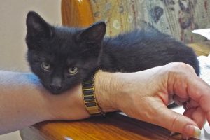 Picture of Ramses
