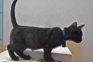 Picture of Ramses