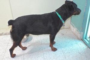 Picture of Roxanne